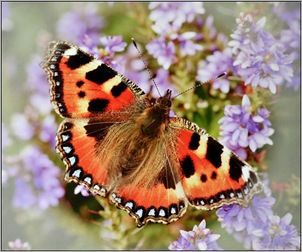 'Small Tortoiseshell Butterfly'______Margaret Etherington