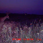 nichols deer 046.JPG