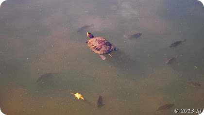 A turtle floating among fish