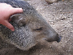 This friendly wild jungle pig was not shy though - he loved a good scratch behind the ears.