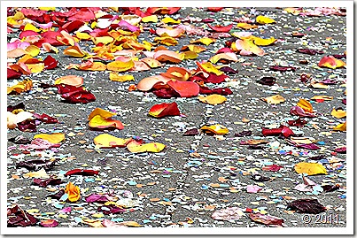 P1050707 P1050707