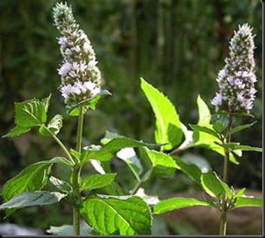 mentha-piperita