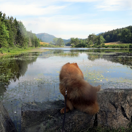 If I'm lucky, I might even glimpse a loon or a beaver!  I'll be real quiet and still, like the water, and maybe I'll make some new friends!  Isn't this view magnificent?