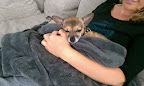 Jane's cousin Leigh had recently fallen in love with my Minnow and was now eager to meet Gus.