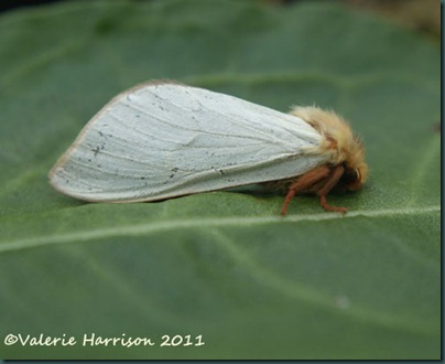 ghost-moth ghost-moth