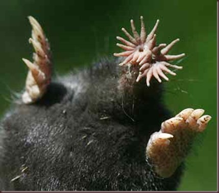 Amazing Animal Pictures Star Nosed Mole (2)