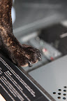 I want to make some paw prints!!!  Ha-ha!!!
