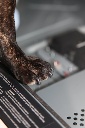 I want to make some paw prints!!!  Ha-ha!!!