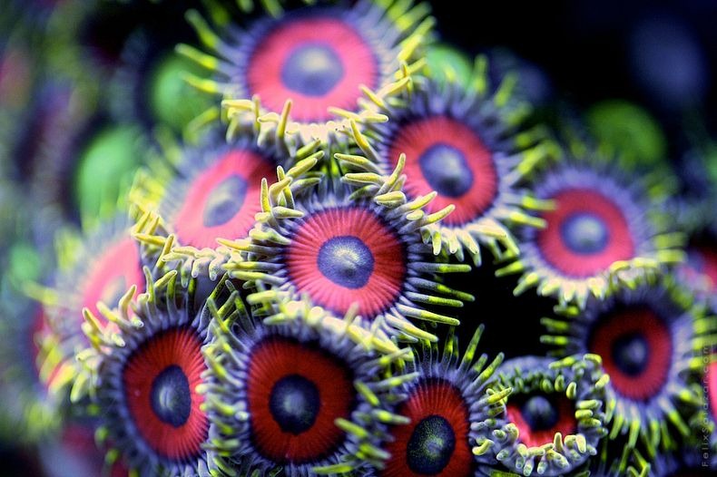 corals-5 corals-5