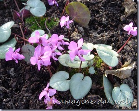 macro-Cyclamen-coum-origKoenVanPoucke-2 macro-Cyclamen-coum-origKoenVanPoucke-2