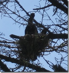 Cormorant nest near lighthouse