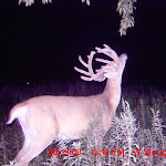 nichols deer 203.JPG