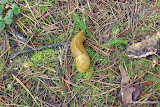 Lily freaks out at the bananna slug