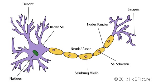 gambar sel saraf (neuron) dan bagian-bagian sel saraf (neuron) dalam Bahasa Indonesia gambar sel saraf (neuron) dan bagian-bagian sel saraf (neuron) dalam Bahasa Indonesia