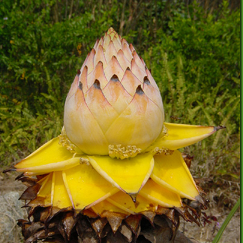 Novidades da Plantamundo: Golden Lotus Banana, Ginseng Brasileiro, e outras  raridades.