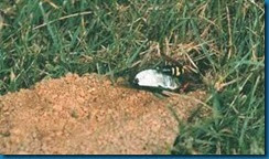 cicada killer dragging cicada cicada killer dragging cicada