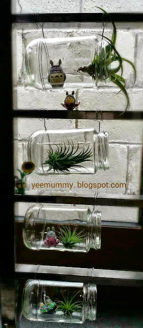 空气草新家 DIY Air plant Home 空气草 DIY Air plant