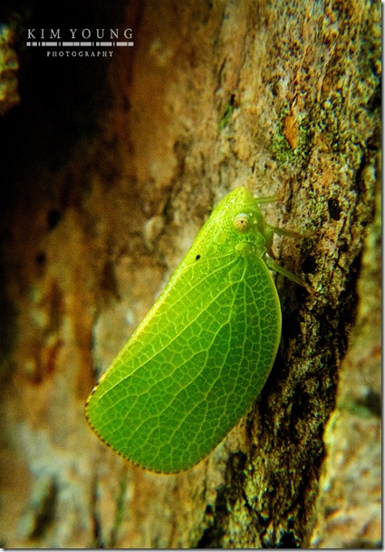 tree bug