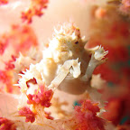 Soft coral spider crab (Dauin, Negros)