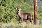 Første dag -  vi er på “gamedrive” i Gritjie. Vi ser blandt andet denne flotte “waterbuck” han.