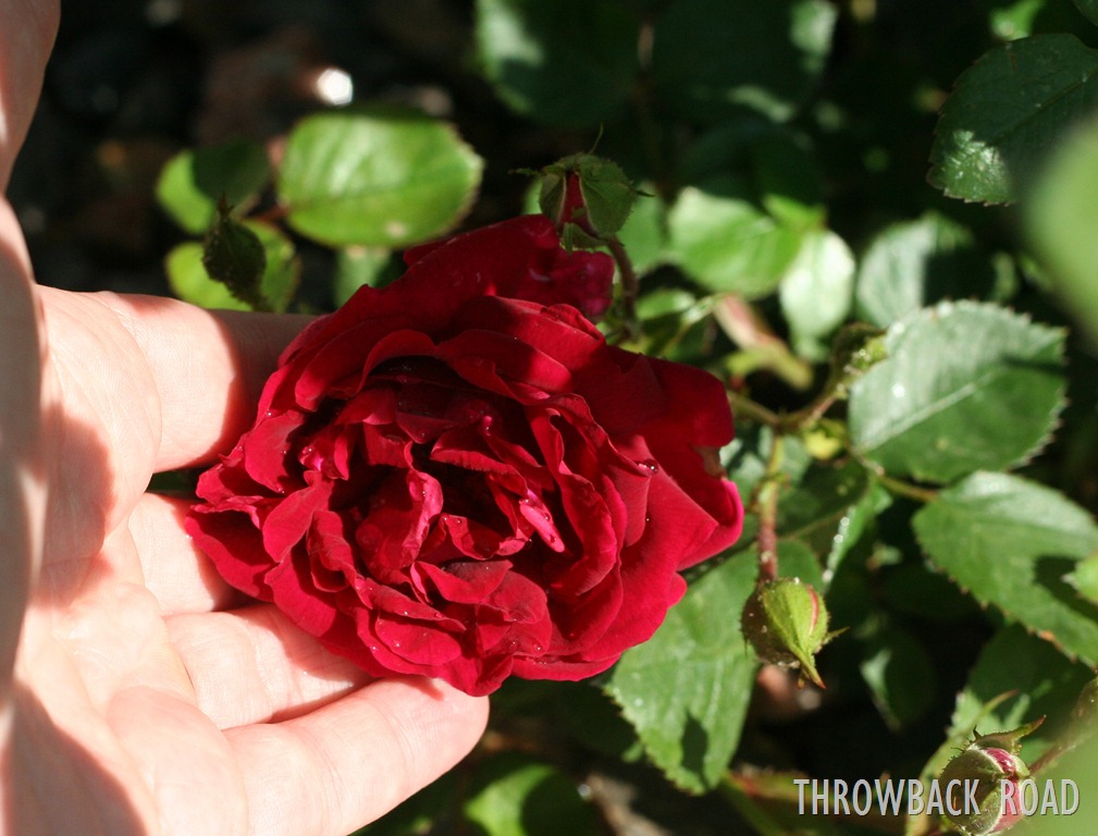 [rose%2520004%255B3%255D.jpg]