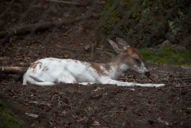 Deer.jpg Deer