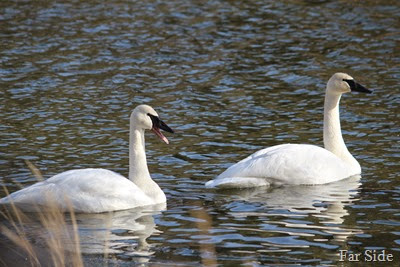 Two old swans