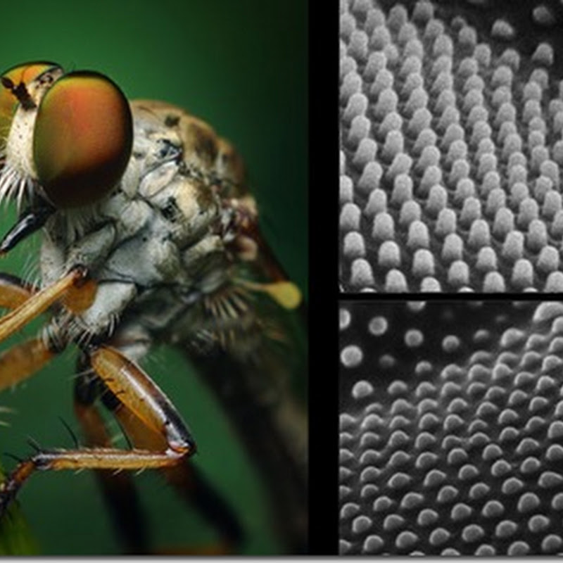 7 formas cómo los animales usan la nanotecnología