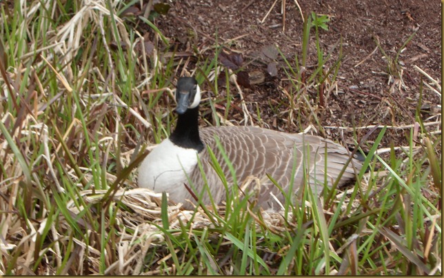 SAM_5272 Goose sitting