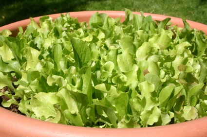 [container%2520growing%255B4%255D.jpg]