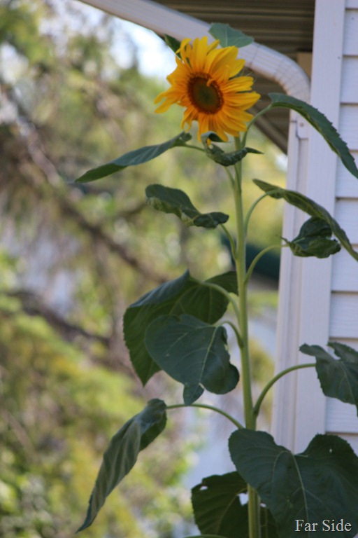 [Sunflower%255B10%255D.jpg]