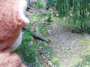 CM Busch Gardens Wolf --- The next day we head to Busch Gardens for Gina and Renee's annual birthday roller coastering trip. First thing we see in the park is an enclosure with about 6 bald eagles, but that picture came out too blurry. Next was the wolves.