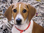 Sander is from the Atlanta Humane Society. To learn more about Sander, click on the link to the shelter below.