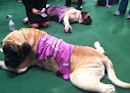 These Mastiffs were resting up before getting into the ring!
