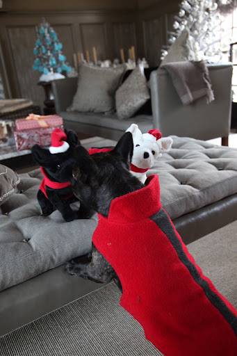 What do we have here?  A pair of mini Frenchies?
