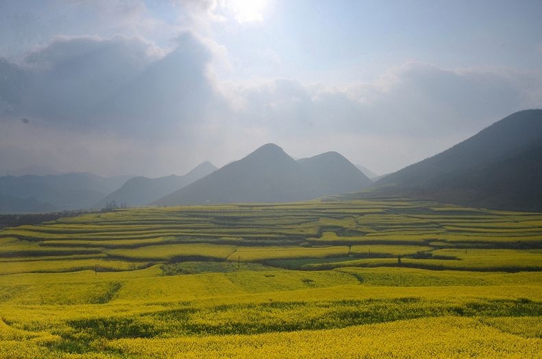 [صور] مناظر رائعة لحقول بذور اللفت في الصين Luoping-2%25255B2%25255D