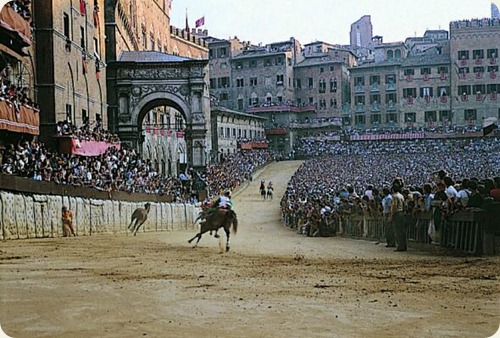 paliodisiena paliodisiena