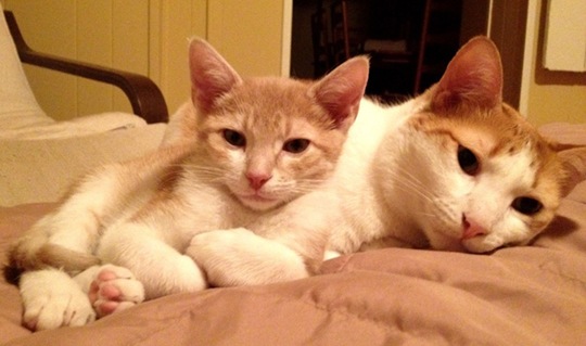 [animalsminime262.jpg]