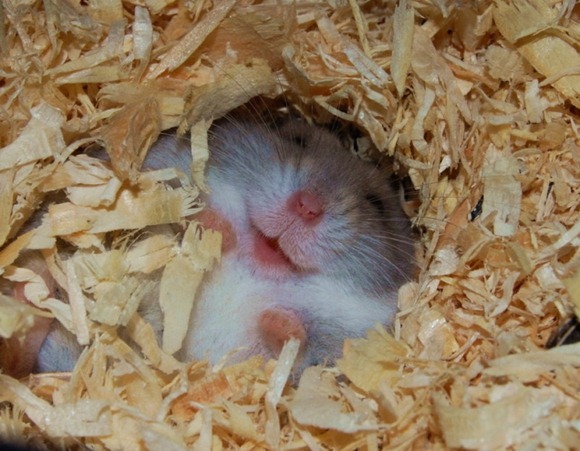happy-hamster