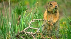 female-arctic-ground-squirrel female-arctic-ground-squirrel