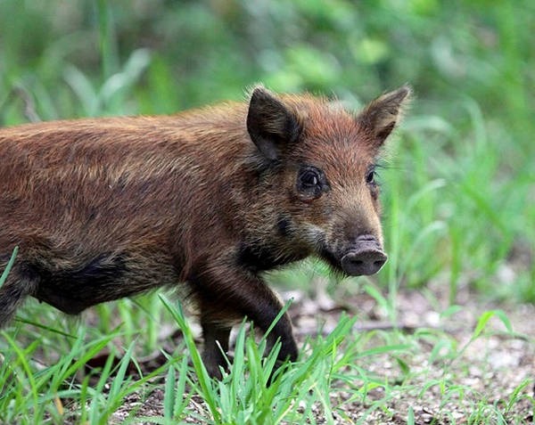 9- Um porco na Austrália 9- Um porco na Austrália