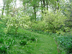This turf path leads up through snowball viburnum (V. macrocephalum) and many varieties of hostas.