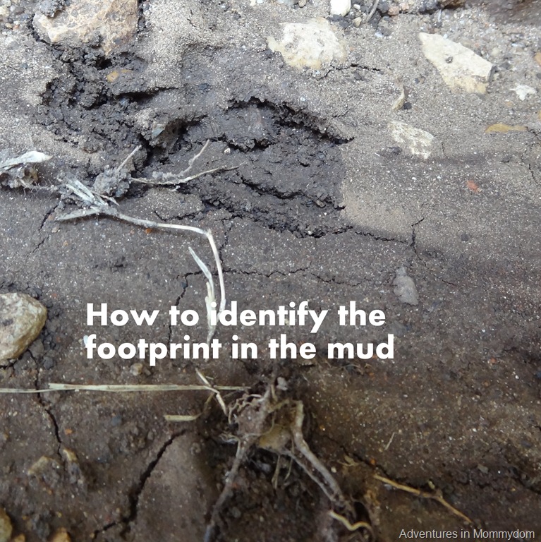 [how%2520to%2520identify%2520the%2520footprint%2520in%2520the%2520mud%255B3%255D.jpg]