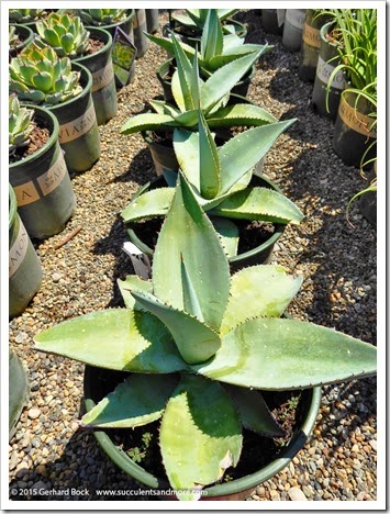 150410_GreenAcresElkGrove_062_Agave-guiengola-Platinum