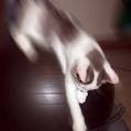 [blurry-cat2.jpg]