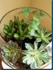 succulents terrarium