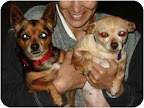 Resolution #5: Helping others is a big resolution people make each year. And there is no lack of help needed. Many rescue groups need help walking dogs. George and Minnie not only need walks, they need a home and are available now in Los Angeles. See link to info below. Resolution #5: Helping others is a big resolution people make each year. And there is no lack of help needed. Many rescue groups need help walking dogs. George and Minnie not only need walks, they need a home and are available now in Los Angeles. See link to info below.
