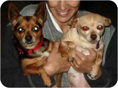 Resolution #5: Helping others is a big resolution people make each year. And there is no lack of help needed. Many rescue groups need help walking dogs. George and Minnie not only need walks, they need a home and are available now in Los Angeles. See link to info below. Resolution #5: Helping others is a big resolution people make each year. And there is no lack of help needed. Many rescue groups need help walking dogs. George and Minnie not only need walks, they need a home and are available now in Los Angeles. See link to info below.