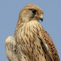 Common Kestrel
