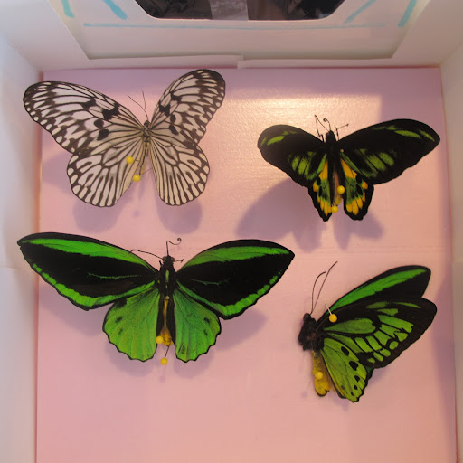 Aren't they gorgeous?